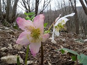 62 Rose di Natale - Ellebori - (Helleborus niger)